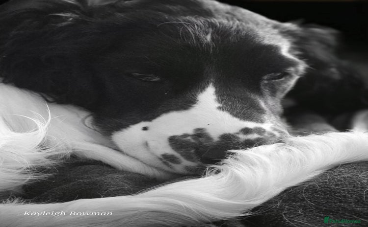 English Springer Spaniel dogs - Advert 7