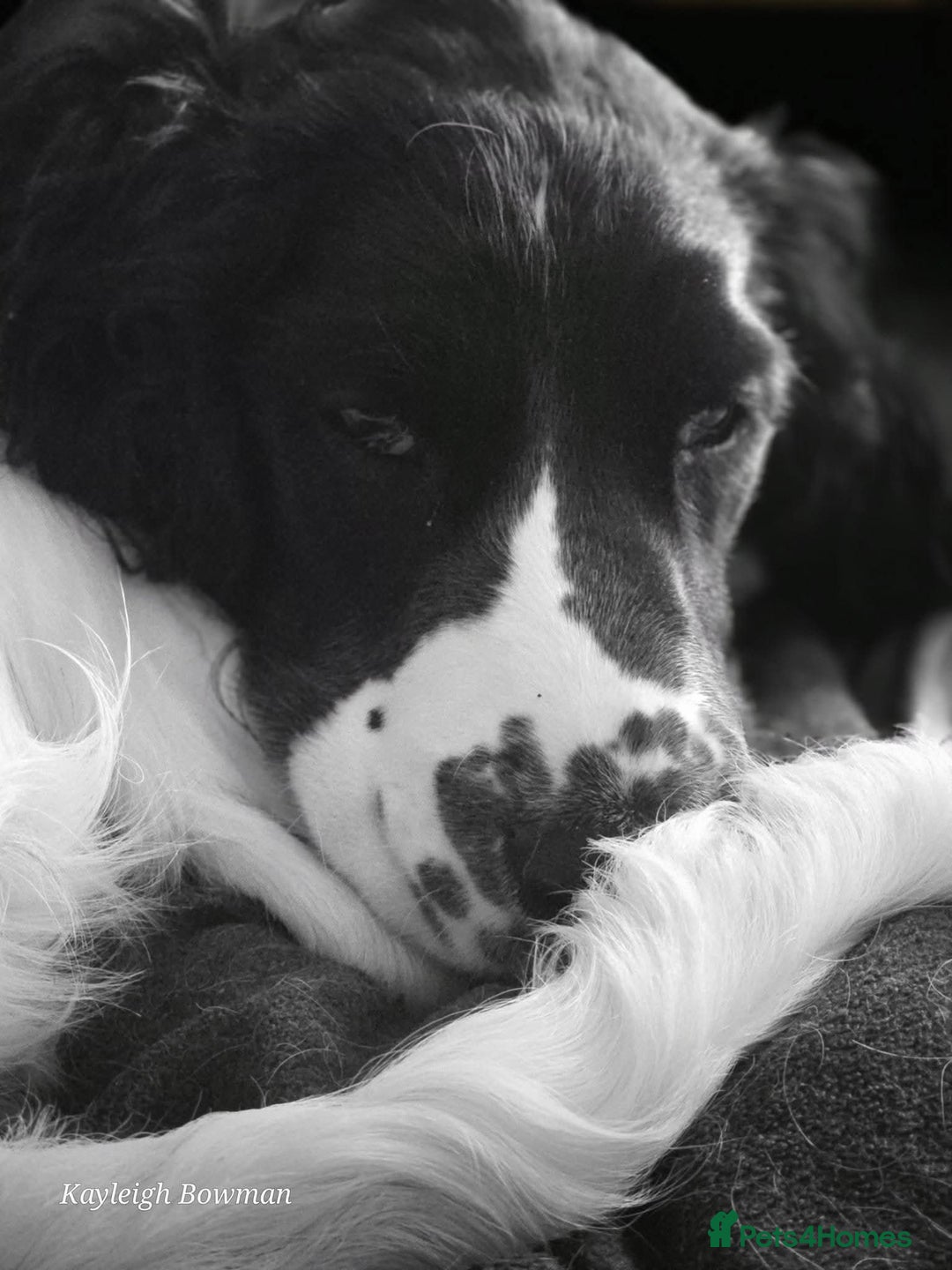 English Springer Spaniel dogs for sale: Needs a loving home  - Image 1