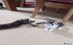 Mixed Breed cats for sale: Cute kittens - Image 3