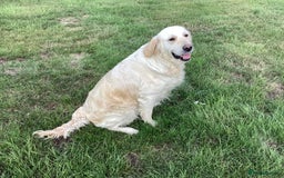 Golden Retriever dogs for sale: Stunning fantastic bitch kc registered  - Image 1
