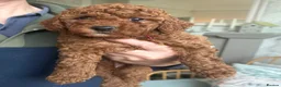 Miniature Poodle dogs for sale: Gorgeous Red Miniature Poodle pups KC Registered  in Exmouth - Advert 2