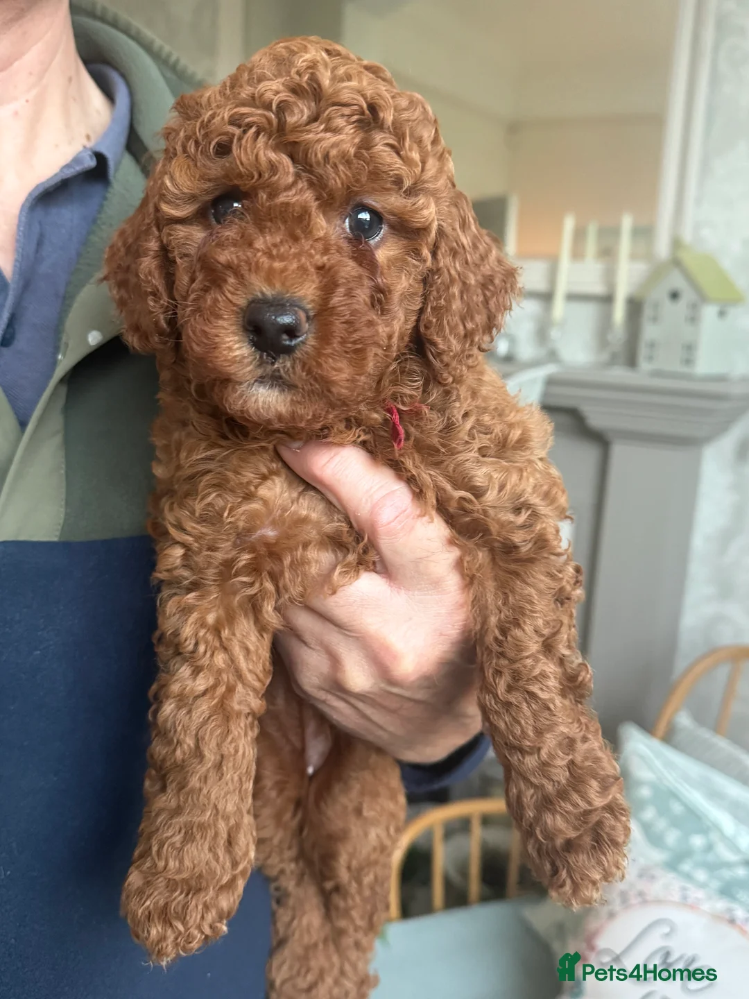 Miniature Poodle dogs for sale: Gorgeous Red Miniature Poodle pups KC Registered  in Exmouth - Advert 2