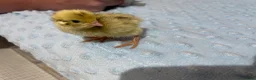 Quail poultry for sale: Mixed Coturnix Quail Chicks - Advert 3