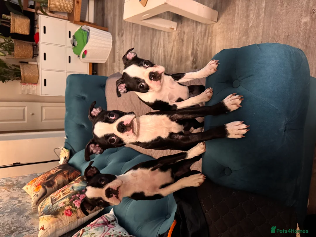 Boston Terrier dogs for stud: Prince of Peacock Boston ready for stud - Advert 7