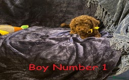 Cockapoo dogs for sale: Chocolate Cockapoo Puppies - PRICE REDUCED - Image 2