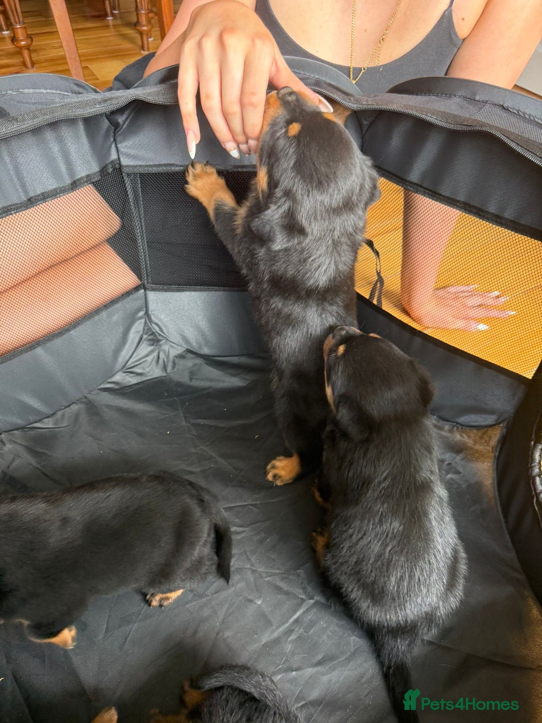 Rottweiler dogs for sale: Rottweiler puppies  - Image 10