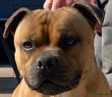 Staffordshire Bull Terrier dogs Red blue brindle Puppys Staffordshire bull terier - Advert 3