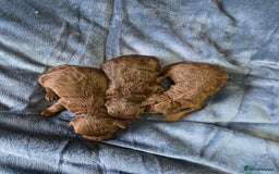 Cockapoo dogs for sale: Cockapoo puppies - Image 10
