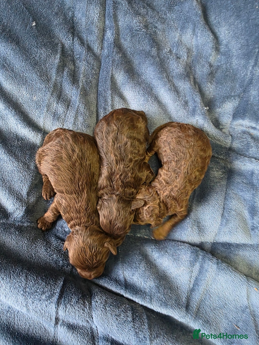 Cockapoo dogs for sale: Cockapoo puppies - Image 10