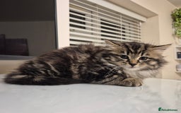 Mixed Breed cats for sale: Beautiful Mixed Breed Female Kitten - Image 5