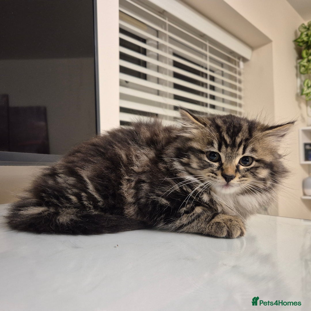 Mixed Breed cats for sale: Beautiful Mixed Breed Female Kitten - Image 5