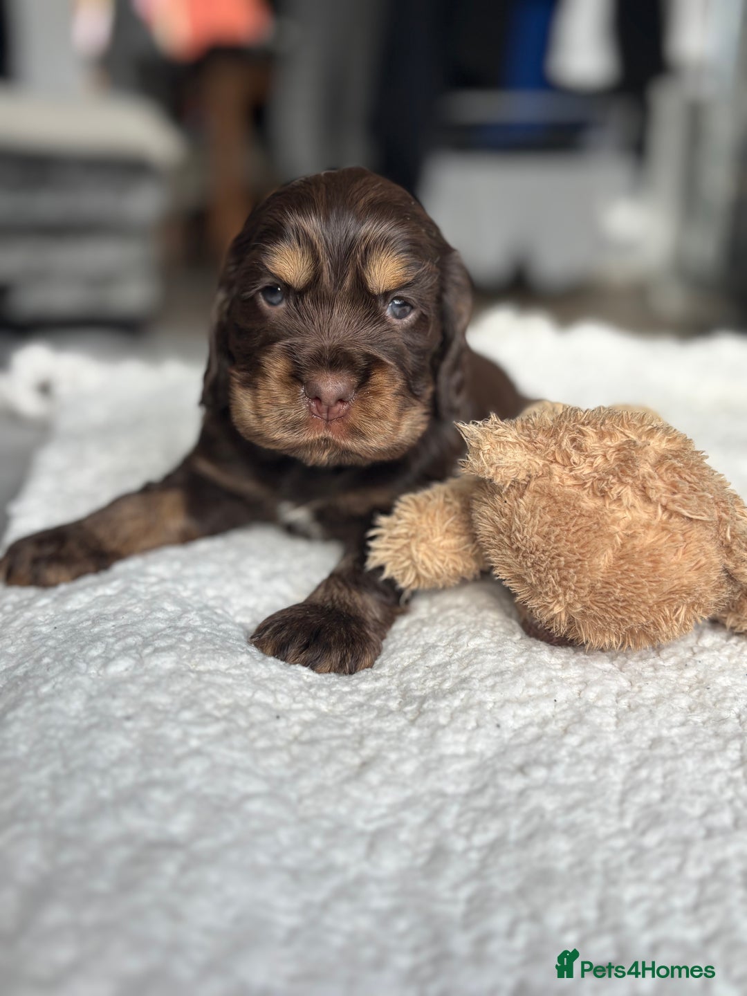 Cocker Spaniel dogs for sale: 🐾[Simbawood Lines]KC Show Cocker Spaniels🐾 - Advert 14