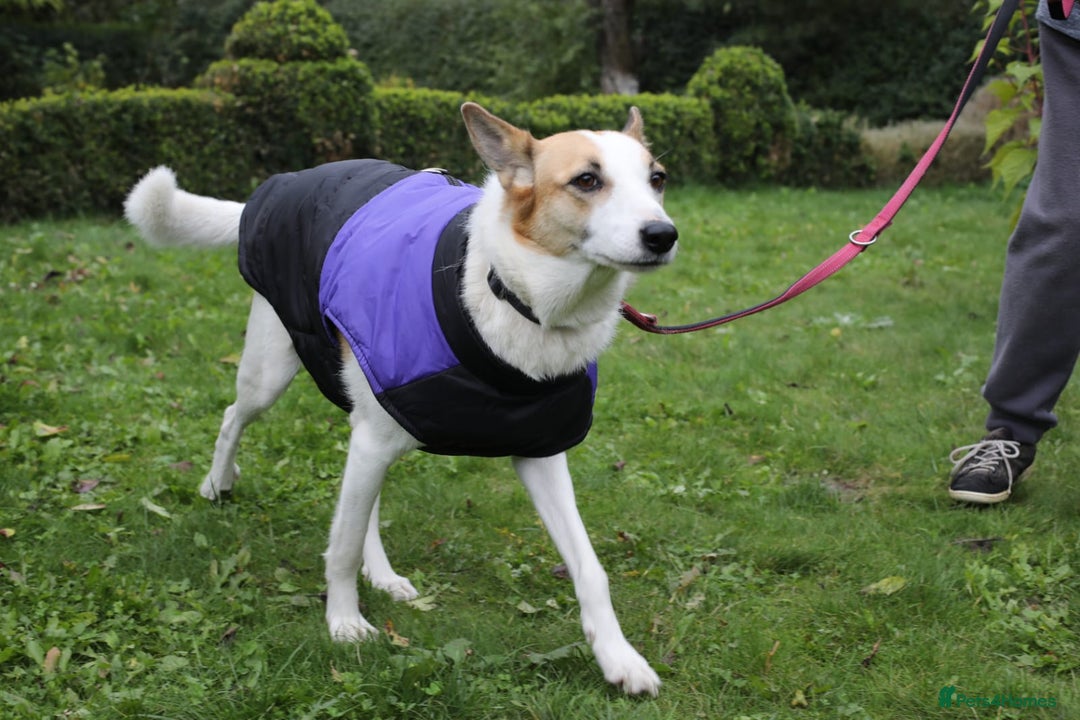 Mixed Breed dogs for adoption: 💖🐶 ALAYA 🐶💖 - Image 20