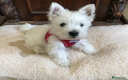 West Highland Terrier dogs for sale: KC registered west highland white puppues - Image 16