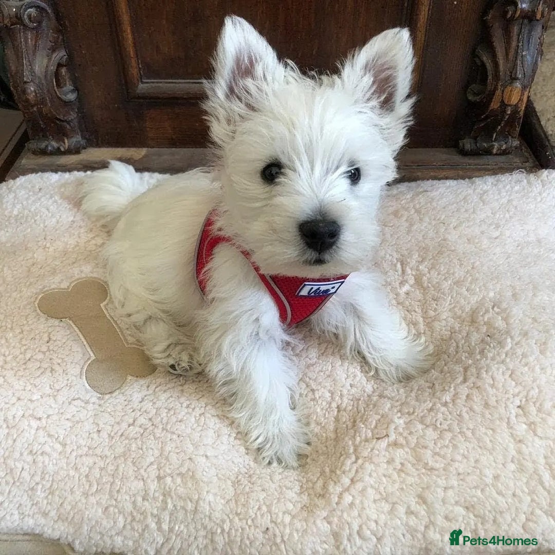 West Highland Terrier dogs for sale: KC registered west highland white puppues - Image 16