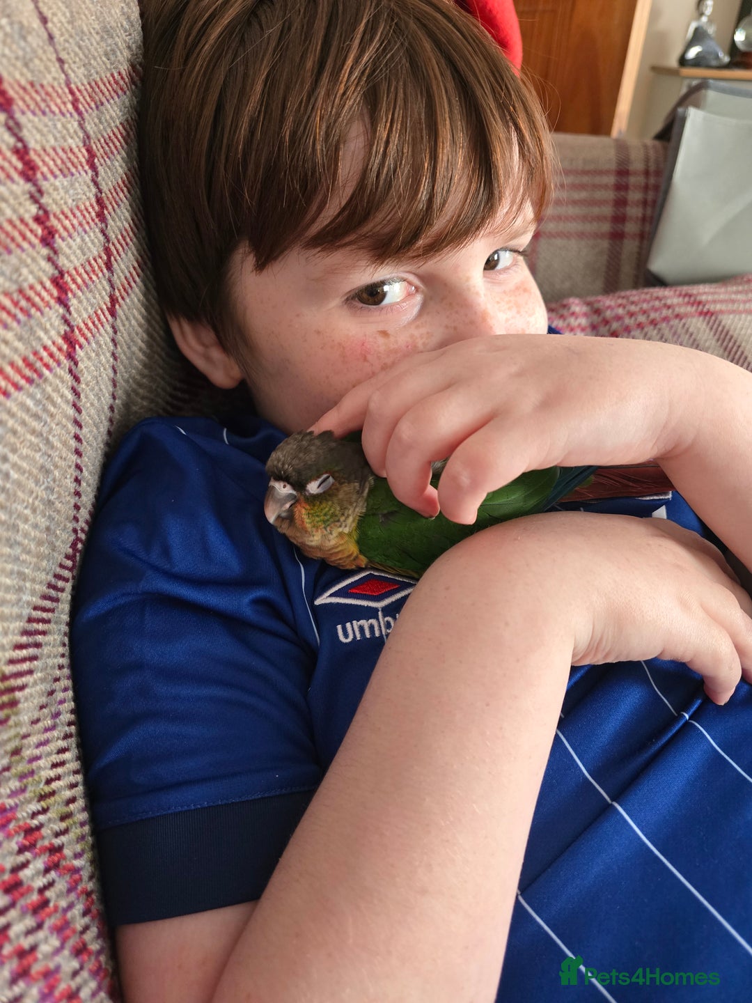 Parakeets birds for sale: Green Cheeked Conure. - Image 6