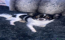 Chihuahua dogs for sale: Chihuahua Puppies  - Advert 10