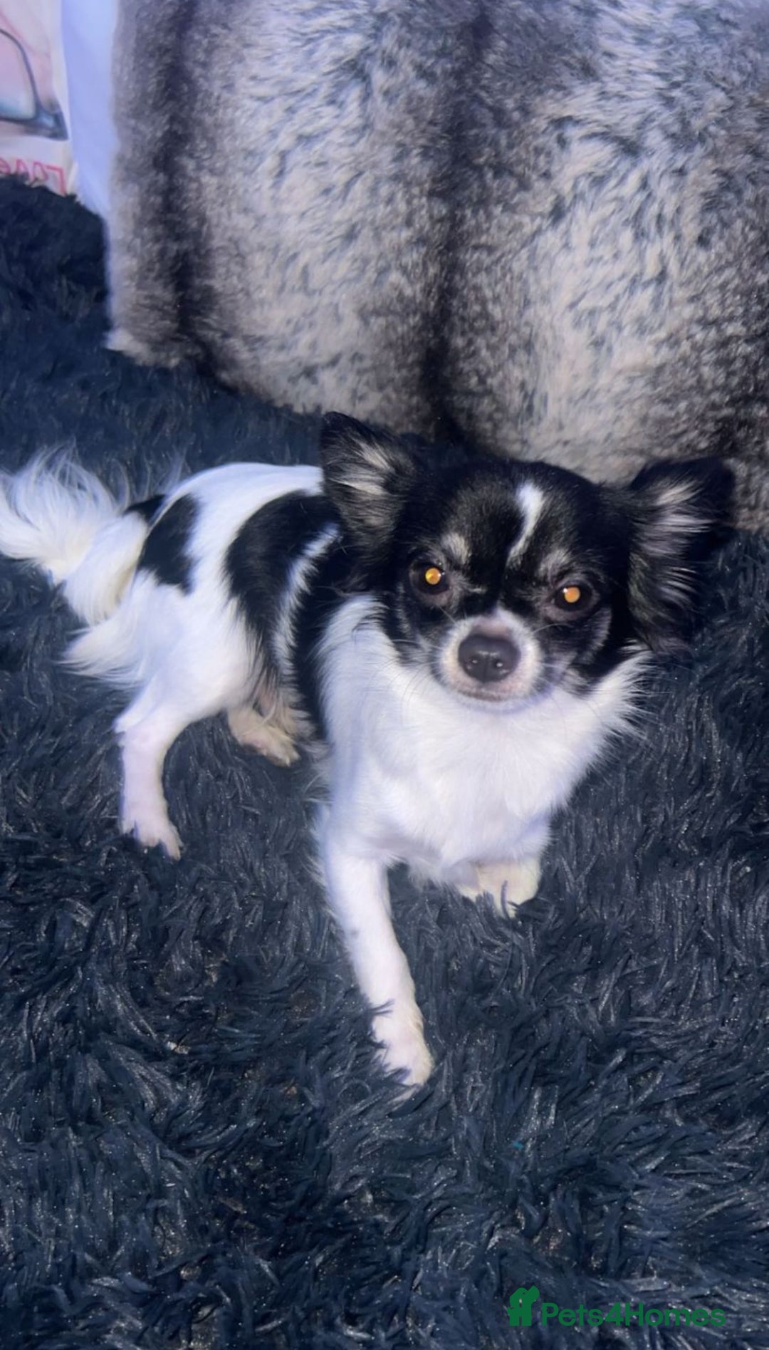 Chihuahua dogs for sale: Chihuahua Puppies  - Advert 10