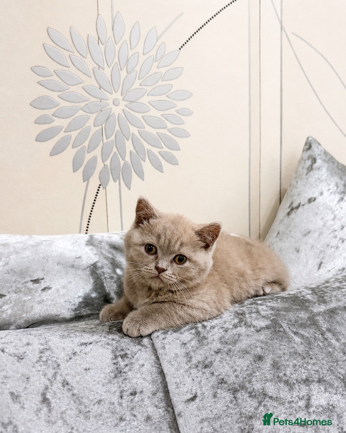 British Shorthair cats Two Beautiful British Shorthair Girls - Advert 2