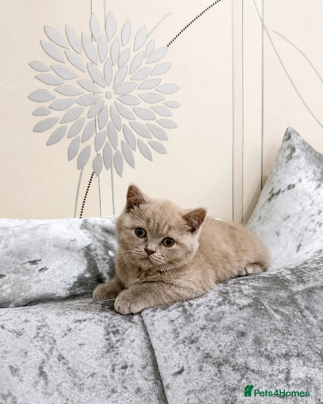 British Shorthair cats for sale: Two Beautiful British Shorthair Girls - Advert 2