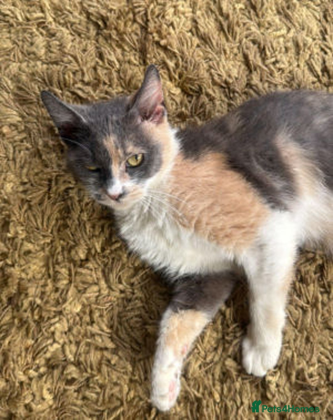 Mixed Breed cats for adoption: FELICITY - Image 5