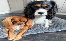 Cavalier King Charles Spaniel dogs for sale: DNA tested parents Cavalier King Charles Spaniel - Image 5