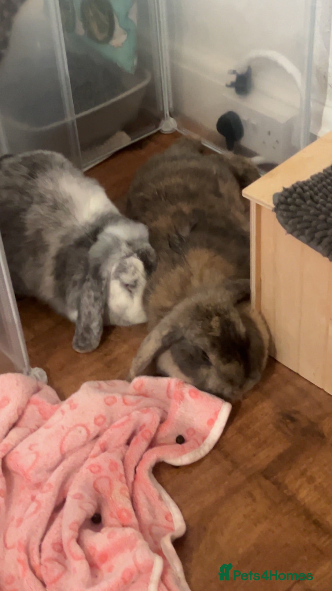 British Giant rabbits 2 Females - Advert 1