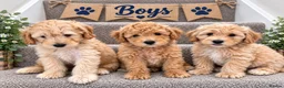 Coton De Tulear dogs for sale: Coton noodles puppies ready now  - Advert 4