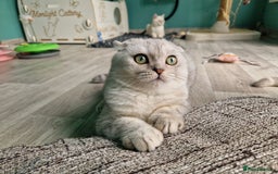 Scottish Fold cats for sale:  Scottish fold kitten looking so a Sweet home💖 - Image 9