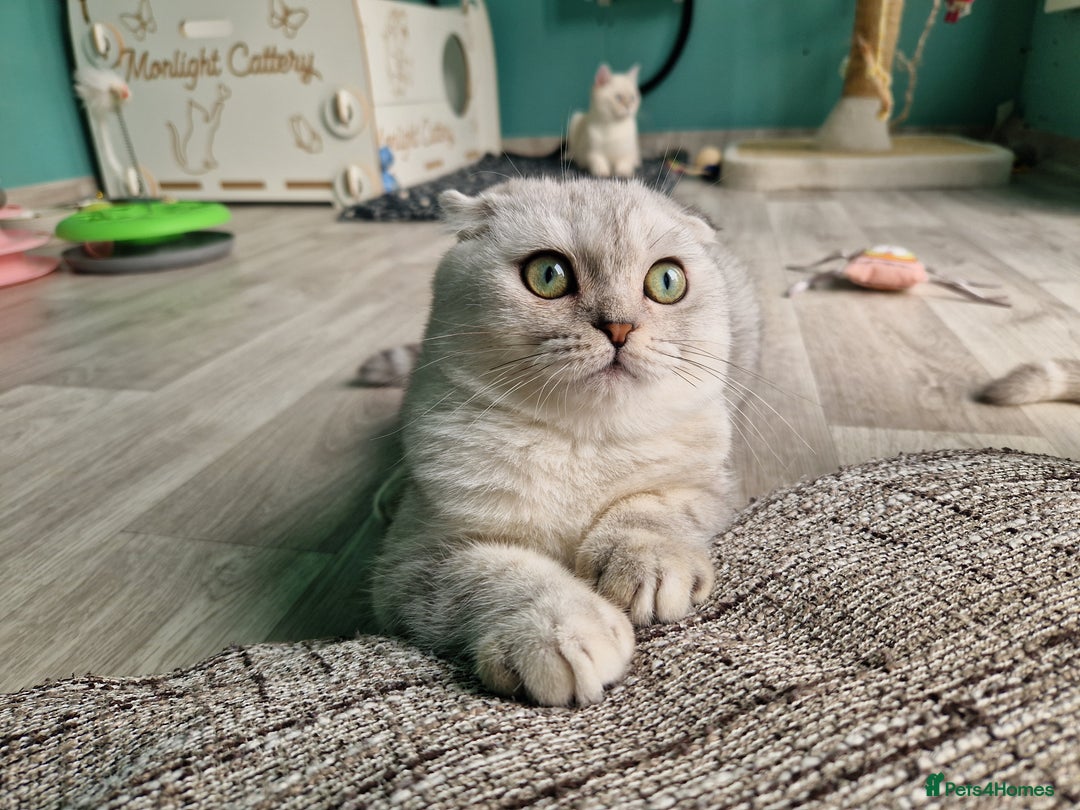 Scottish Fold cats for sale:  Scottish fold kitten looking so a Sweet home💖 - Image 9