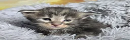 Maine Coon cats for sale: Stunning TICA Maine Coon kittens - Advert 14