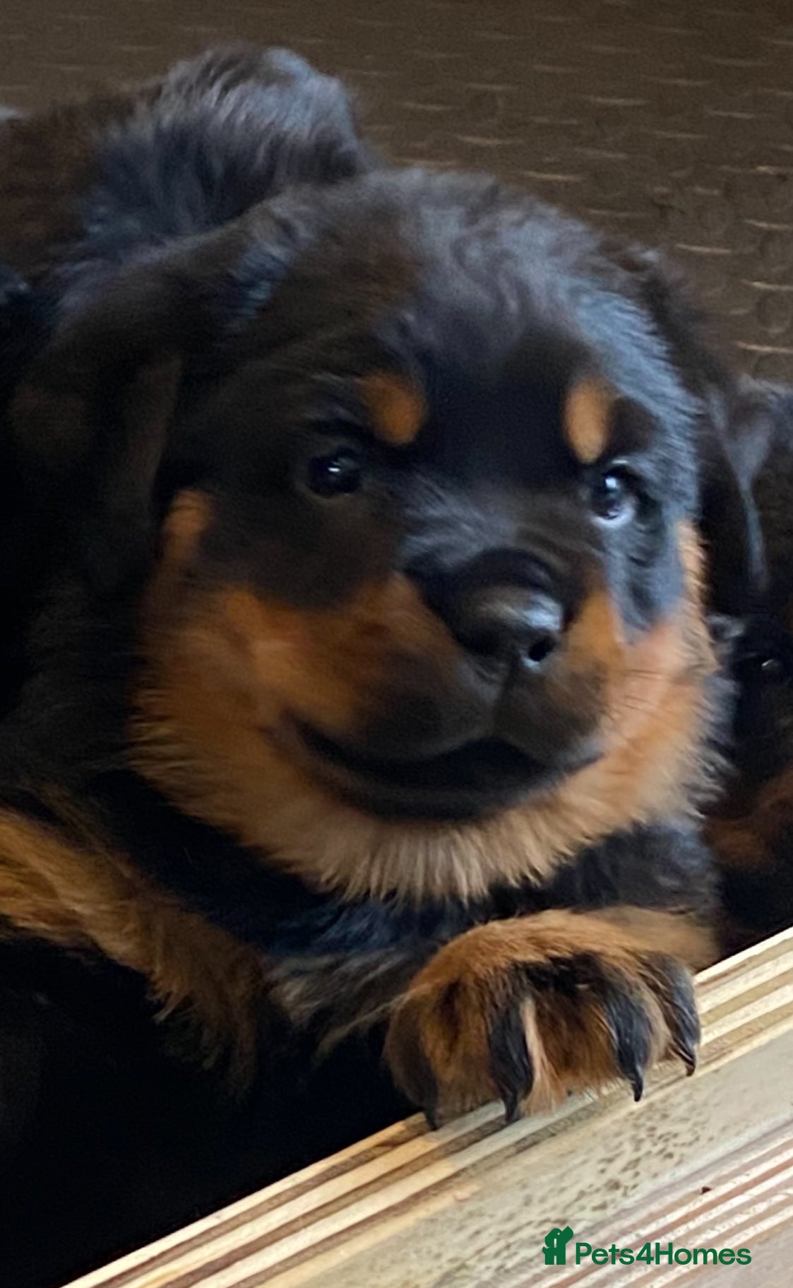 Rottweiler dogs Purebred Rottweiler Puppies - Advert 18