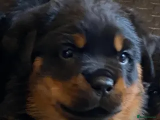 Rottweiler dogs Purebred Rottweiler Puppies - Advert 18