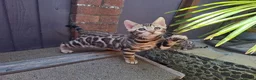 Bengal cats for sale: Show Quality Bengal Kittens – 5★ Licensed Cattery - Advert 14