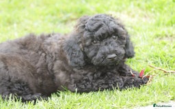 Poochon dogs for sale: F1 Poochon puppy for sale - Image 29