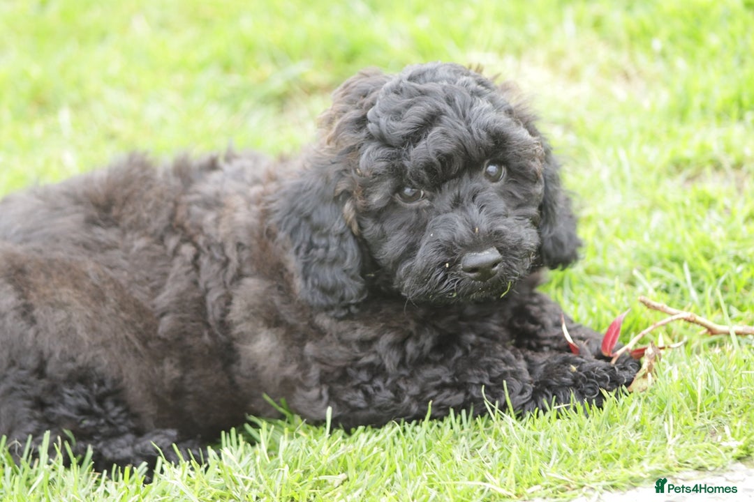 Poochon dogs for sale: F1 Poochon puppy for sale - Image 29