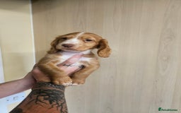 Cocker Spaniel dogs for sale: Working cocker-spaniels - Image 1