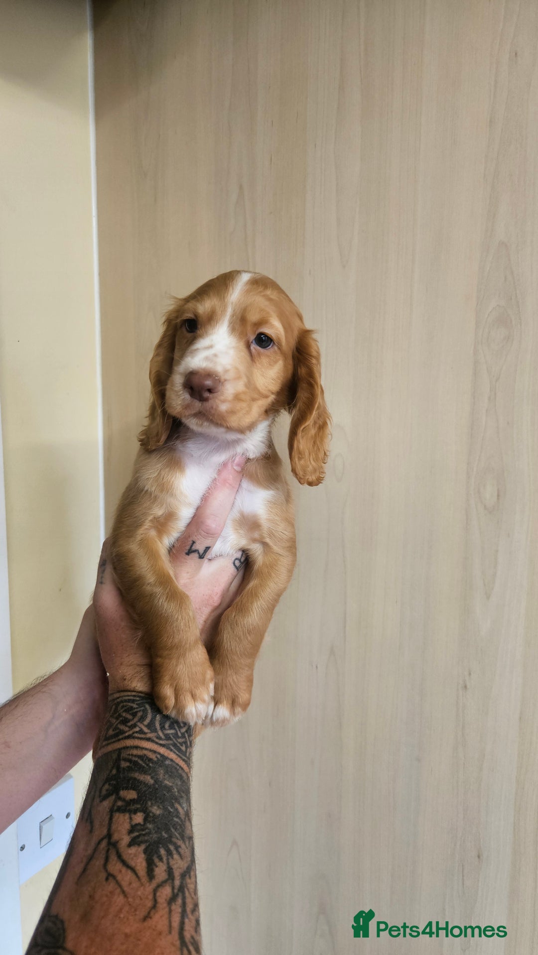 Cocker Spaniel dogs for sale: Working cocker-spaniels - Image 1