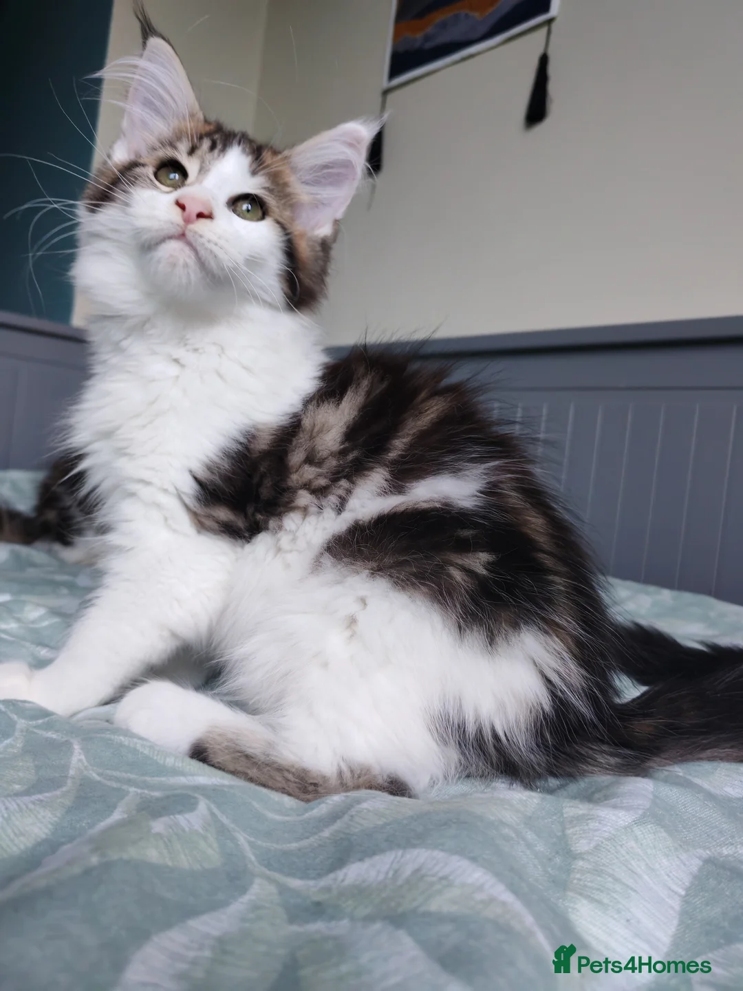 Maine Coon cats for sale: Purebred Maine coon 😍😍 - Advert 3