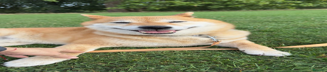 Japanese Shiba Inu 