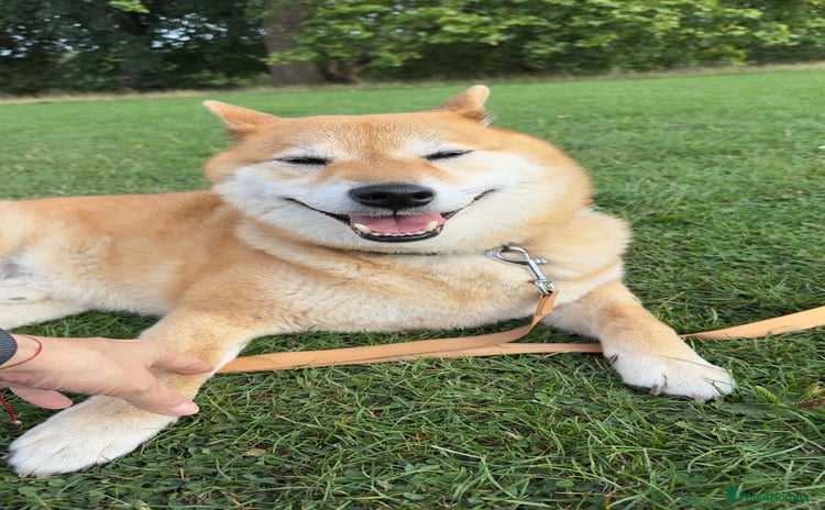 Japanese Shiba Inu dogs - Advert 1