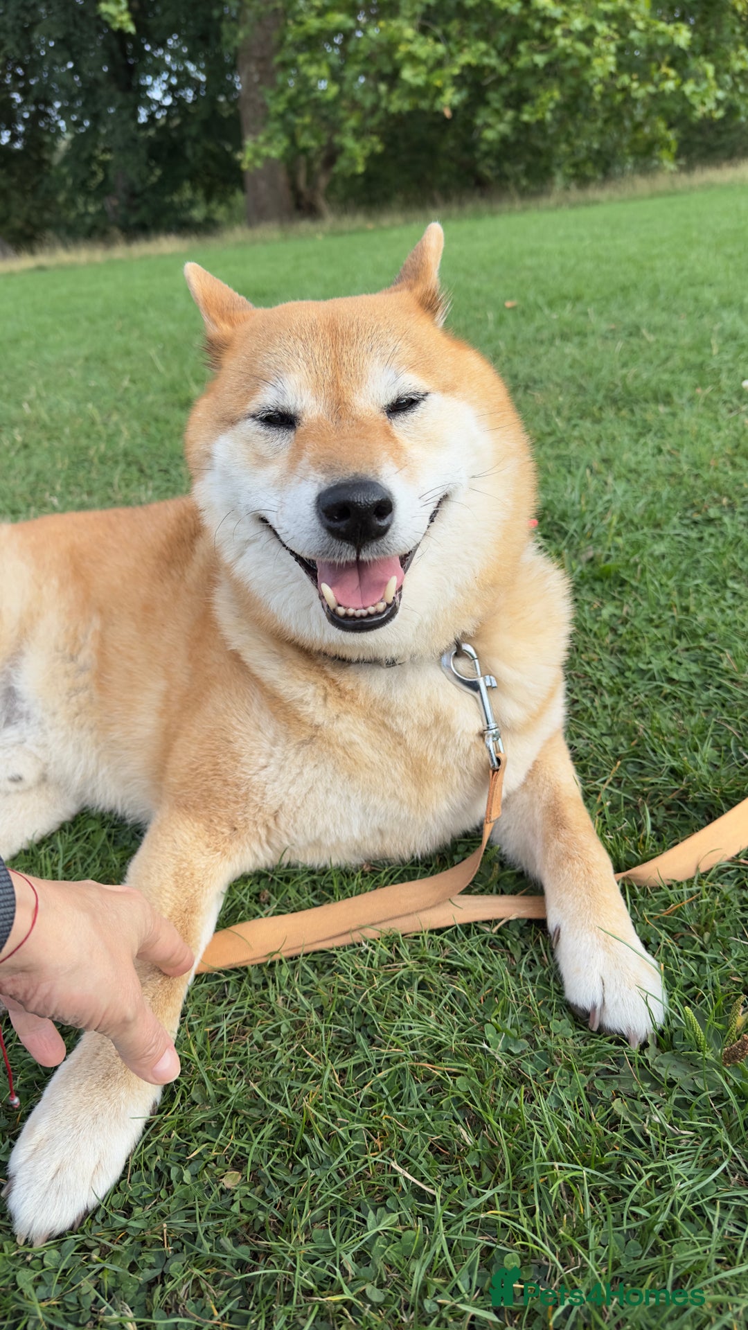 Japanese Shiba Inu dogs for sale: I’m looking for a new home  - Image 1