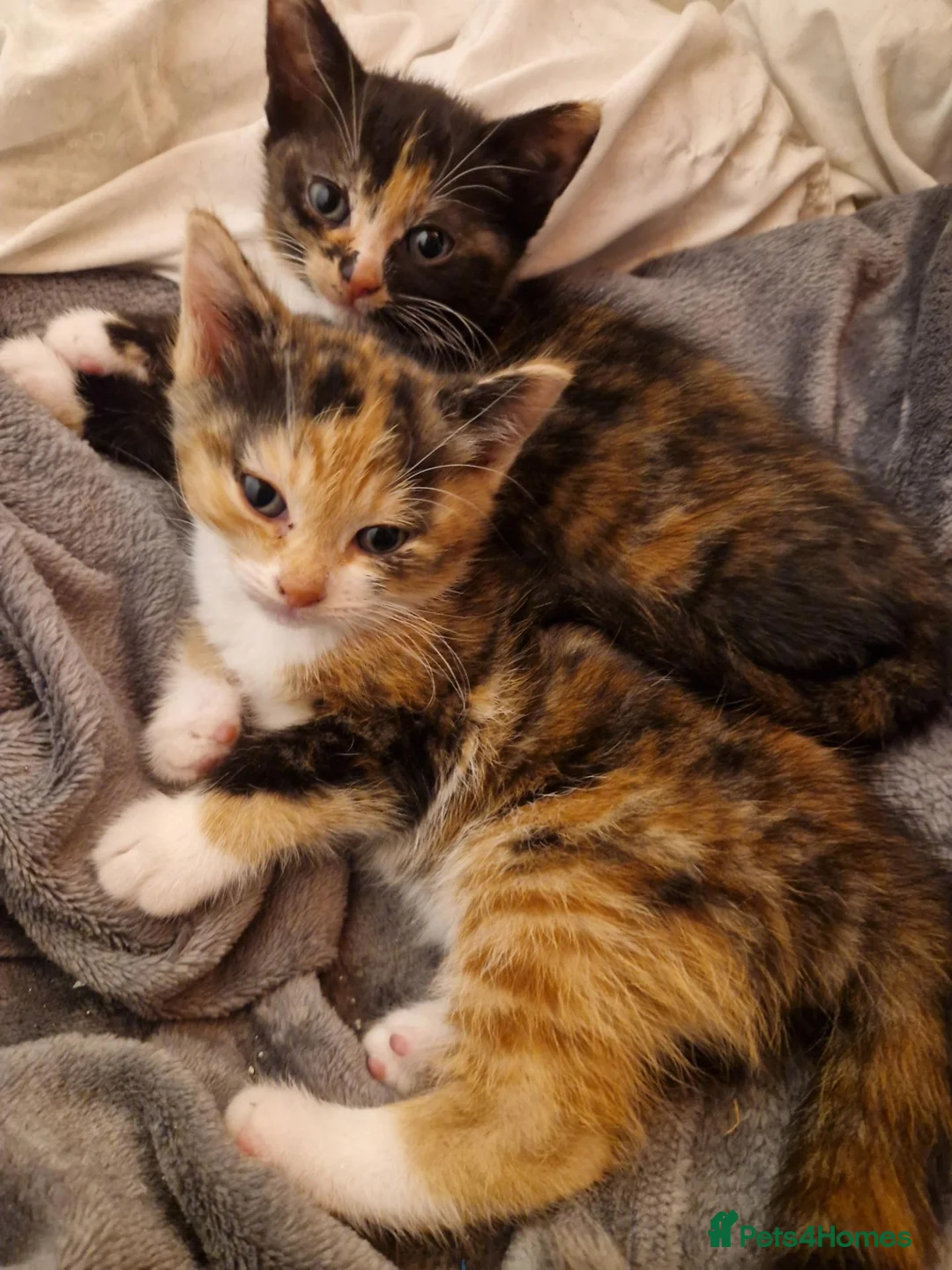 Domestic Shorthair cats for sale: Calico Kittens in Halifax - Advert 1