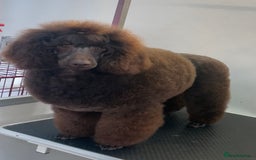 Miniature Poodle dogs for stud: Health tested Miniature Poodle Proven Stud Dog  in Preston - Image 2
