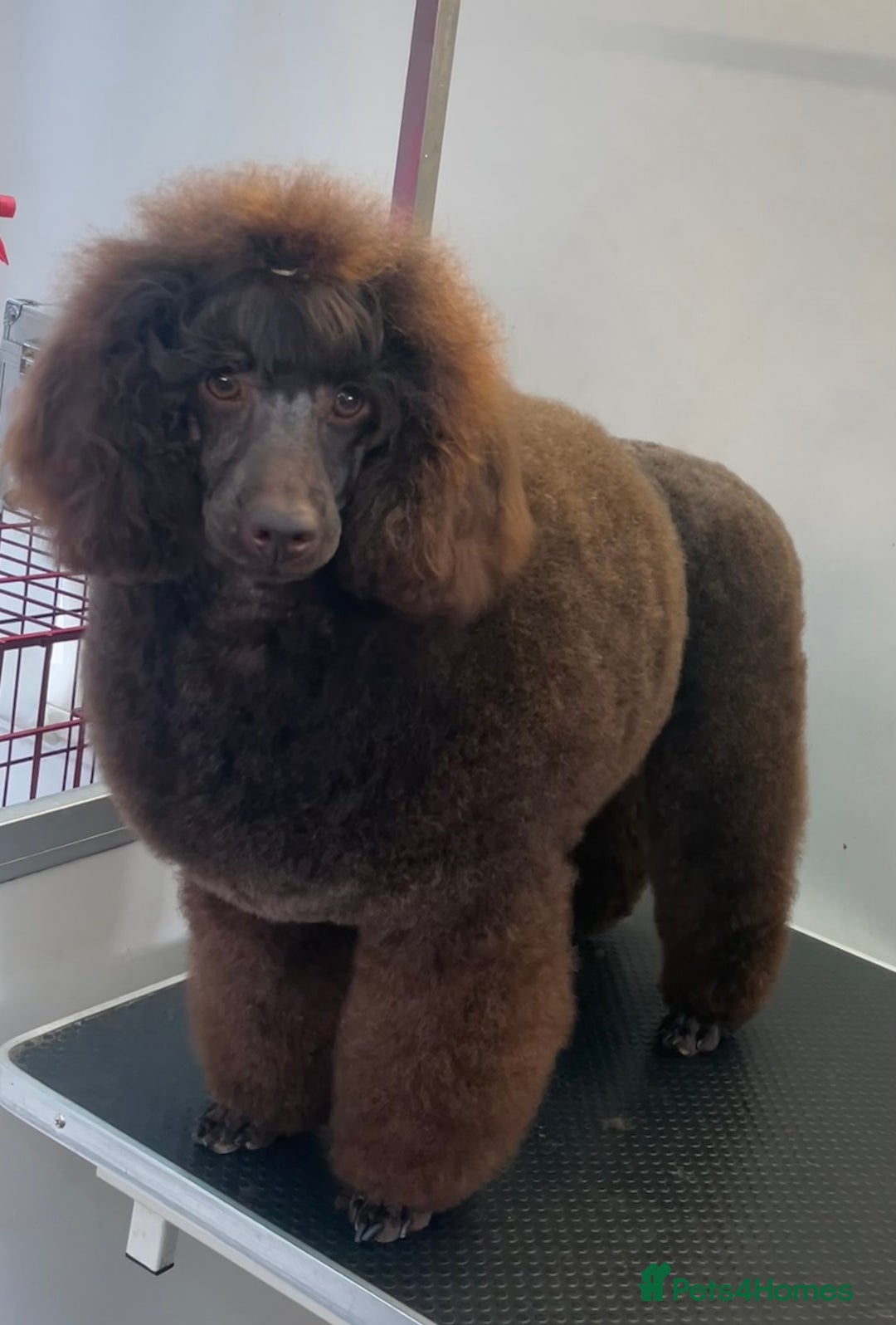 Miniature Poodle dogs for stud: Health tested Miniature Poodle Proven Stud Dog  in Preston - Image 2