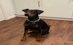 Dobermann dogs for sale: Beautiful Playful Girl - Image 4