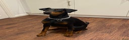 Dobermann dogs for sale: Beautiful Playful Girl - Advert 4