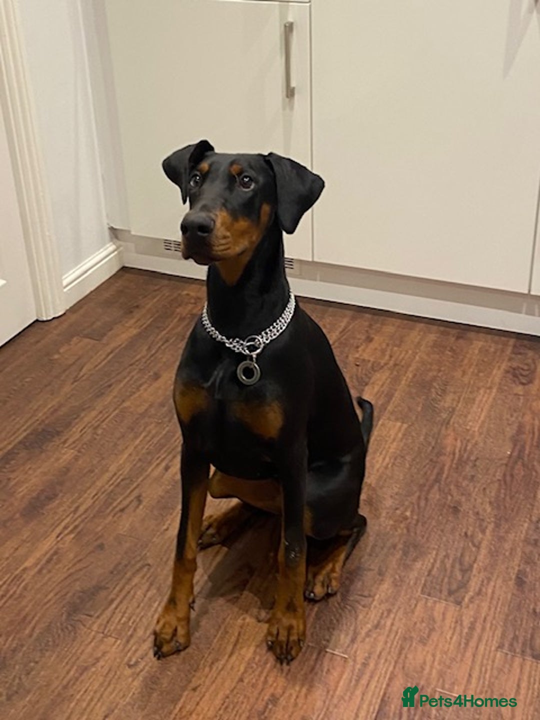 Dobermann dogs for sale: Beautiful Playful Girl - Image 4