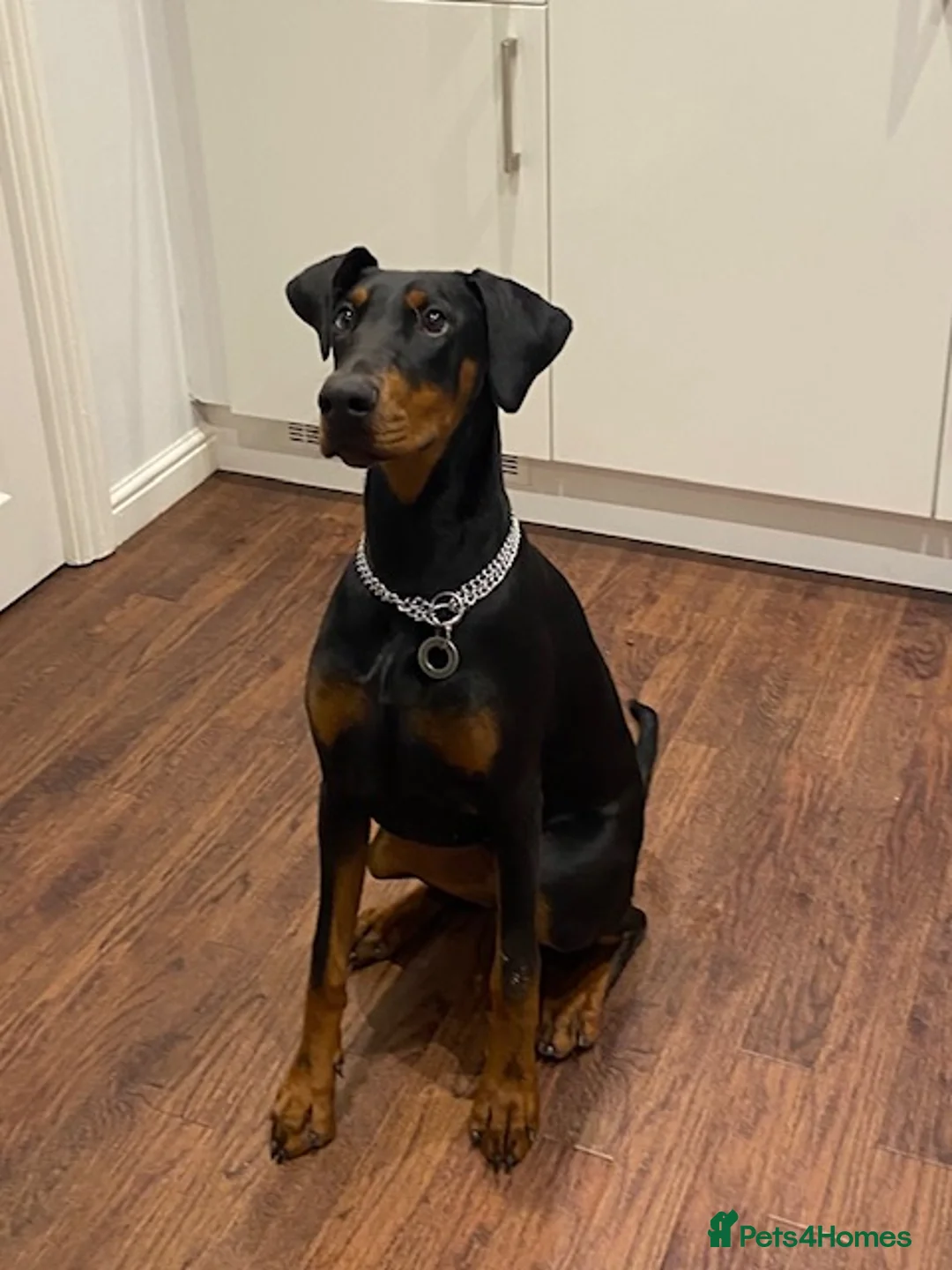 Dobermann dogs for sale: Beautiful Playful Girl - Advert 4