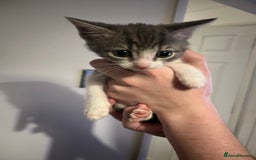 Mixed Breed cats for sale: Kittens ready to go! - Advert 15